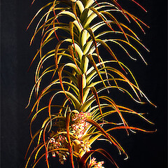 Borland, Fiodland.<br>Photographer: Mike Thorsen, Licence: All rights reserved. <a class='member-message' href='/nzpcn/why-join-nzpcn/' target='_blank'>Members can view a larger version of this image.</a>