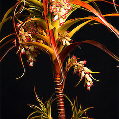 Borland, Fiordland.<br>Photographer: Mike Thorsen, Licence: All rights reserved. <a class='member-message' href='/nzpcn/why-join-nzpcn/' target='_blank'>Members can view a larger version of this image.</a>