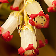 Borland, Fiordland.<br>Photographer: Mike Thorsen, Licence: All rights reserved. <a class='member-message' href='/nzpcn/why-join-nzpcn/' target='_blank'>Members can view a larger version of this image.</a>