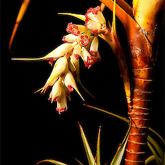Borland, Fiordland.<br>Photographer: Mike Thorsen, Licence: All rights reserved. <a class='member-message' href='/nzpcn/why-join-nzpcn/' target='_blank'>Members can view a larger version of this image.</a>