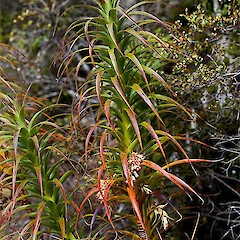 Borland, Fiordland.<br>Photographer: Mike Thorsen, Licence: All rights reserved. <a class='member-message' href='/nzpcn/why-join-nzpcn/' target='_blank'>Members can view a larger version of this image.</a>