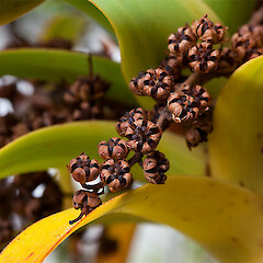 dehisced capsules. Borland, Fiordland.<br>Photographer: Mike Thorsen, Licence: All rights reserved. <a class='member-message' href='/nzpcn/why-join-nzpcn/' target='_blank'>Members can view a larger version of this image.</a>