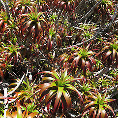 Livingston Mountains.<br>Photographer: John Barkla, Licence: <a target='_blank' href='https://creativecommons.org/licenses/by/4.0'>CC BY</a>. <a class='member-message' href='/nzpcn/why-join-nzpcn/' target='_blank'>Members can view a larger version of this image.</a>