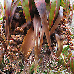 Franklin Mountains, Fiordland.<br>Photographer: John Barkla, Date taken: 15/11/2012, Licence: <a target='_blank' href='https://creativecommons.org/licenses/by/4.0'>CC BY</a>. <a class='member-message' href='/nzpcn/why-join-nzpcn/' target='_blank'>Members can view a larger version of this image.</a>