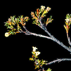 Dracophyllum pronum