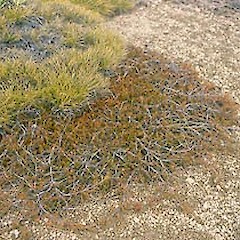 Island saddle, November.<br>Photographer: John Smith-Dodsworth, Licence: <a target='_blank' href='https://creativecommons.org/licenses/by-nc/4.0'>CC BY-NC</a>.