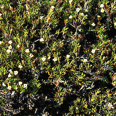 Little Peel.<br>Photographer: Gillian M. Crowcroft, Licence: All rights reserved. <a class='member-message' href='/nzpcn/why-join-nzpcn/' target='_blank'>Members can view a larger version of this image.</a>