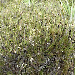 Dracophyllum pronum.<br>Photographer: Sandra Wotherspoon, Licence: <a target='_blank' href='https://creativecommons.org/licenses/by-nc/4.0'>CC BY-NC</a>. <a class='member-message' href='/nzpcn/why-join-nzpcn/' target='_blank'>Members can view a larger version of this image.</a>