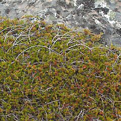 East Ahuriri.<br>Photographer: John Barkla, Licence: <a target='_blank' href='https://creativecommons.org/licenses/by/4.0'>CC BY</a>. <a class='member-message' href='/nzpcn/why-join-nzpcn/' target='_blank'>Members can view a larger version of this image.</a>