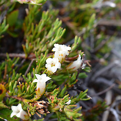 Craigieburn, Canterbury.<br>Photographer: Jane Gosden, Date taken: 09/01/2012, Licence: <a target='_blank' href='https://creativecommons.org/licenses/by-nc-sa/4.0'>CC BY-NC-SA</a>. <a class='member-message' href='/nzpcn/why-join-nzpcn/' target='_blank'>Members can view a larger version of this image.</a>