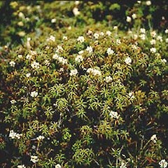 Tongariro, December.<br>Photographer: John Smith-Dodsworth, Licence: <a target='_blank' href='https://creativecommons.org/licenses/by-nc/4.0'>CC BY-NC</a>.