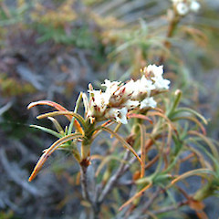 Tongariro, December.<br>Photographer: John Smith-Dodsworth, Licence: <a target='_blank' href='https://creativecommons.org/licenses/by-nc/4.0'>CC BY-NC</a>.