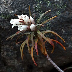 Turoa, Tongariro N.P.<br>Photographer: Mike Thorsen, Licence: All rights reserved. <a class='member-message' href='/nzpcn/why-join-nzpcn/' target='_blank'>Members can view a larger version of this image.</a>