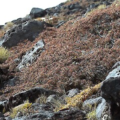 Turoa, Tongariro N.P.<br>Photographer: Mike Thorsen, Licence: All rights reserved. <a class='member-message' href='/nzpcn/why-join-nzpcn/' target='_blank'>Members can view a larger version of this image.</a>