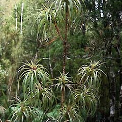 Dracophyllum townsonii