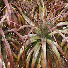 Dracophyllum traversii