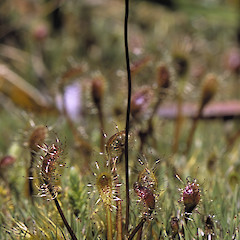 Mount Climie, northern Remutaka Range.<br>Photographer: Jeremy R. Rolfe, Date taken: 15/01/2004, Licence: <a target='_blank' href='https://creativecommons.org/licenses/by/4.0'>CC BY</a>.