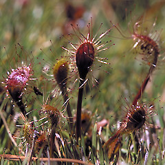 Mount Climie, northern Remutaka Range.<br>Photographer: Jeremy R. Rolfe, Date taken: 15/01/2004, Licence: <a target='_blank' href='https://creativecommons.org/licenses/by/4.0'>CC BY</a>.