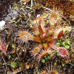 Gertrude Valley.<br>Photographer: Chris Rance, Licence: <a target='_blank' href='https://creativecommons.org/licenses/by-nc/4.0'>CC BY-NC</a>.