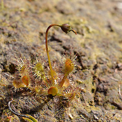 Auckland Island.<br>Photographer: Jane Gosden, Licence: <a target='_blank' href='https://creativecommons.org/licenses/by-nc-sa/4.0'>CC BY-NC-SA</a>.