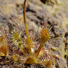 Auckland Island.<br>Photographer: Jane Gosden, Licence: <a target='_blank' href='https://creativecommons.org/licenses/by-nc-sa/4.0'>CC BY-NC-SA</a>.