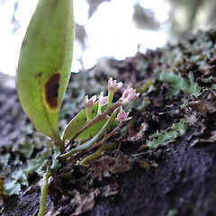 Drymoanthus adversus in flower at Opuawhanga.<br>Photographer: Bill Campbell, Licence: <a target='_blank' href='https://creativecommons.org/licenses/by-nc/4.0'>CC BY-NC</a>.