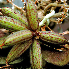 Fruit. Bushy Park, Whanganui. Apr 2012.<br>Photographer: Colin C. Ogle, Licence: <a target='_blank' href='https://creativecommons.org/licenses/by-nc/4.0'>CC BY-NC</a>.