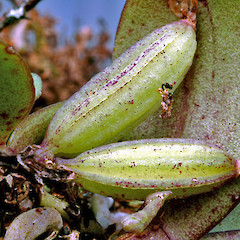 Fruit. Bushy Park, Whanganui. Apr 2012.<br>Photographer: Colin C. Ogle, Licence: <a target='_blank' href='https://creativecommons.org/licenses/by-nc/4.0'>CC BY-NC</a>.