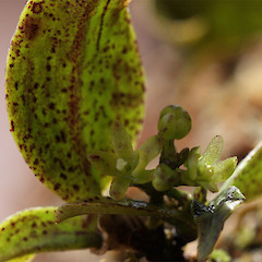 Flower of Drymoanthus adversus.<br>Photographer: Nicola Baines, Licence: All rights reserved.