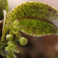 Flower of Drymoanthus adversus.<br>Photographer: Nicola Baines, Licence: All rights reserved.