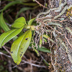Fruiting plant, Eastbourne.<br>Photographer: Jeremy R. Rolfe, Date taken: 10/11/2013, Licence: <a target='_blank' href='https://creativecommons.org/licenses/by/4.0'>CC BY</a>.