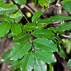 Colonial Knob Scenic Reserve, Porirua.<br>Photographer: Jeremy R. Rolfe, Date taken: 04/07/2010, Licence: <a target='_blank' href='https://creativecommons.org/licenses/by/4.0'>CC BY</a>.