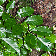 Colonial Knob Scenic Reserve, Porirua.<br>Photographer: Jeremy R. Rolfe, Date taken: 04/07/2010, Licence: <a target='_blank' href='https://creativecommons.org/licenses/by/4.0'>CC BY</a>.