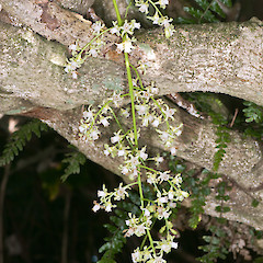 Colonial Knob Scenic Reserve, Porirua.<br>Photographer: Jeremy R. Rolfe, Date taken: 04/07/2010, Licence: <a target='_blank' href='https://creativecommons.org/licenses/by/4.0'>CC BY</a>.