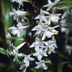 Kaitoke Regional Park.<br>Photographer: Jeremy R. Rolfe, Date taken: 04/04/2004, Licence: <a target='_blank' href='https://creativecommons.org/licenses/by/4.0'>CC BY</a>.