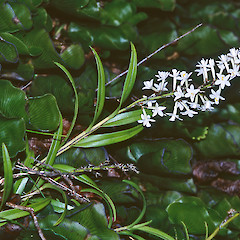 Kaitoke Regional Park.<br>Photographer: Jeremy R. Rolfe, Date taken: 04/04/2004, Licence: <a target='_blank' href='https://creativecommons.org/licenses/by/4.0'>CC BY</a>.