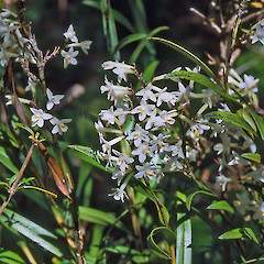 Kaitoke Regional Park.<br>Photographer: Jeremy R. Rolfe, Date taken: 04/04/2004, Licence: <a target='_blank' href='https://creativecommons.org/licenses/by/4.0'>CC BY</a>.
