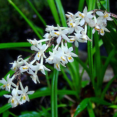Earina autumnalis.<br>Photographer: Wayne Bennett, Licence: <a target='_blank' href='https://creativecommons.org/licenses/by-nc/4.0'>CC BY-NC</a>.