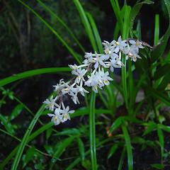 Earina autumnalis.<br>Photographer: Wayne Bennett, Licence: <a target='_blank' href='https://creativecommons.org/licenses/by-nc/4.0'>CC BY-NC</a>.
