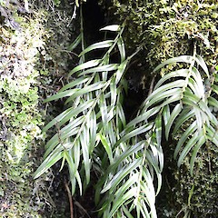 Mt Karioi, south of Raglan.<br>Photographer: John Sawyer, Date taken: 01/07/2013, Licence: <a target='_blank' href='https://creativecommons.org/licenses/by-nc/4.0'>CC BY-NC</a>.