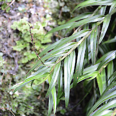 Mt Karioi, south of Raglan.<br>Photographer: John Sawyer, Date taken: 01/07/2013, Licence: <a target='_blank' href='https://creativecommons.org/licenses/by-nc/4.0'>CC BY-NC</a>.