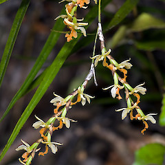 Remutaka Forest Park.<br>Photographer: Jeremy R. Rolfe, Date taken: 25/11/2006, Licence: <a target='_blank' href='https://creativecommons.org/licenses/by/4.0'>CC BY</a>.