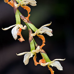Remutaka Forest Park. Nov 2006.<br>Photographer: Jeremy R. Rolfe, Date taken: 25/11/2006, Licence: <a target='_blank' href='https://creativecommons.org/licenses/by/4.0'>CC BY</a>.