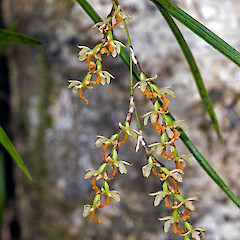Remutaka Forest Park.<br>Photographer: Jeremy R. Rolfe, Date taken: 25/11/2006, Licence: <a target='_blank' href='https://creativecommons.org/licenses/by/4.0'>CC BY</a>.