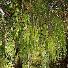 Earina mucronata inflower.<br>Photographer: Wayne Bennett, Licence: <a target='_blank' href='https://creativecommons.org/licenses/by-nc/4.0'>CC BY-NC</a>.