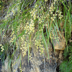 Earina mucronata on Kaiikanui Road, Opuawhanga.<br>Photographer: Bill Campbell, Date taken: 25/11/2007, Licence: <a target='_blank' href='https://creativecommons.org/licenses/by-nc/4.0'>CC BY-NC</a>.