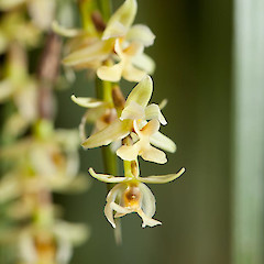 Earina mucronata.<br>Photographer: Mike Thorsen, Licence: All rights reserved.