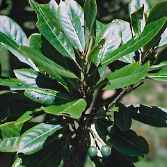 Reikorangi Valley, Waikanae.<br>Photographer: Jeremy R. Rolfe, Date taken: 12/03/1986, Licence: <a target='_blank' href='https://creativecommons.org/licenses/by/4.0'>CC BY</a>.