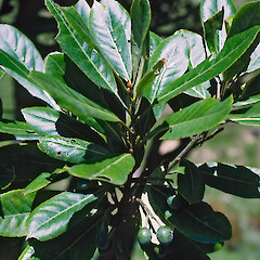 Elaeocarpus dentatus var. dentatus