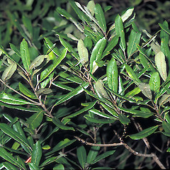 Catchpool, Remutaka Forest Park.<br>Photographer: Jeremy R. Rolfe, Date taken: 16/05/2002, Licence: <a target='_blank' href='https://creativecommons.org/licenses/by/4.0'>CC BY</a>.